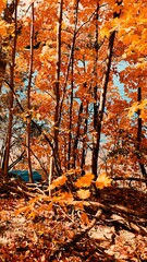 autumn outdoor park pond trees fall