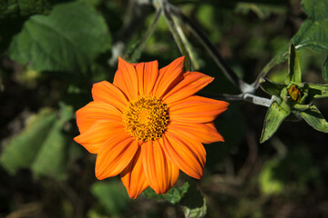 Tithonia. Isolated orange Mexican sunflower. 