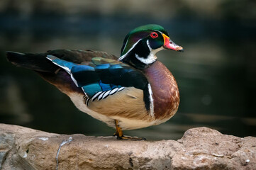 Close-up of wood duck or Carolina duck or Aix sponsa