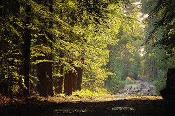 Droga w lesie © Dawid