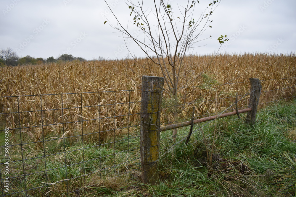 Sticker Corn Field