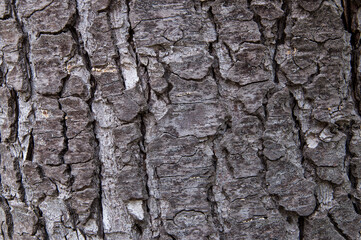 Bark tree texture. For background.