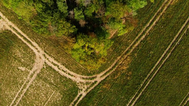 Beautiffull Autumn drone fly over the trees and fields