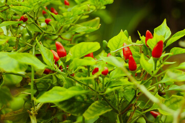 Pimientos rojos picantes