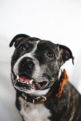 Smiling English Staffordshire Bull Terrier (Staffie) dog wears bow tie on a white background
