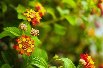 red and yellow flowers