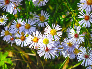 blue autumn daisies bloom in the garden in October before frosts