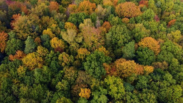 Beautiffull Autumn drone fly over the trees and fields