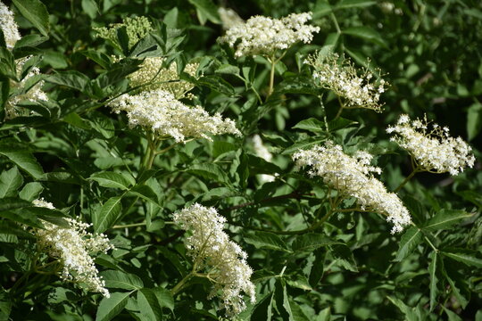 Holunder, Holunderbl&uuml;te, Holunderstrauch, Bl&uuml;te, Strauch, Fr&uuml;hling, Sommer, wachsen, gedeihen, Saft, Holundersaft, Pflanze, St&auml;ngel, gelb, wei&szlig;, gesund, Vitamin, Holler, sommergr&uuml;n, Blatt, Bl&auml;tter, La