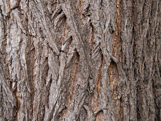 Bark tree texture. May be used as a seamless background.
