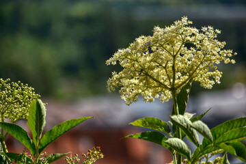 Holunder, Holunderblüte, Holunderstrauch, Blüte, Strauch, Frühling, Sommer, wachsen, gedeihen,...