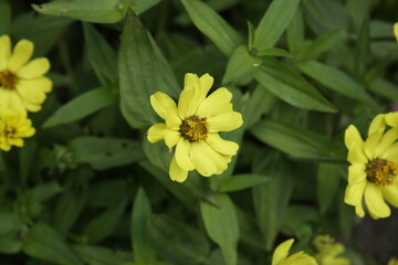 The textures of different plants from a garden in Vancouver
