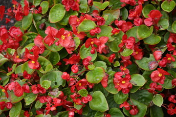 The textures of different plants from a garden in Vancouver