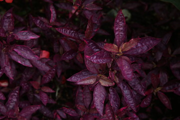 The textures of different plants from a garden in Vancouver