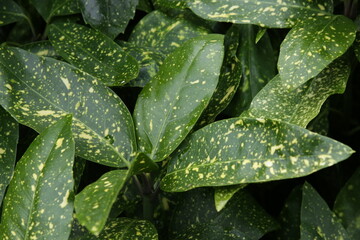 The textures of different plants from a garden in Vancouver