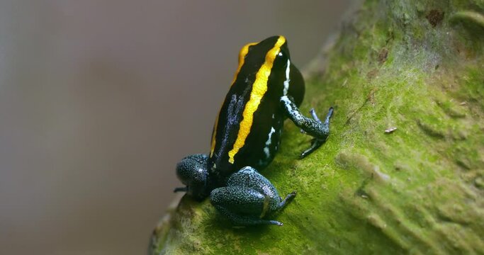 4K - Tropical frog croak