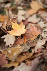 Colorful Autumn leaves on the ground at the park