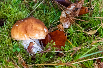 Herbstliche Landschaften im Wald und auf der Wiese, Pilze im Wald, Autumn landscapes in the forest and on the meadow, mushrooms in the forest