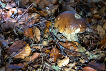 Herbstliche Landschaften im Wald und auf der Wiese, Pilze im Wald, Autumn landscapes in the forest and on the meadow, mushrooms in the forest