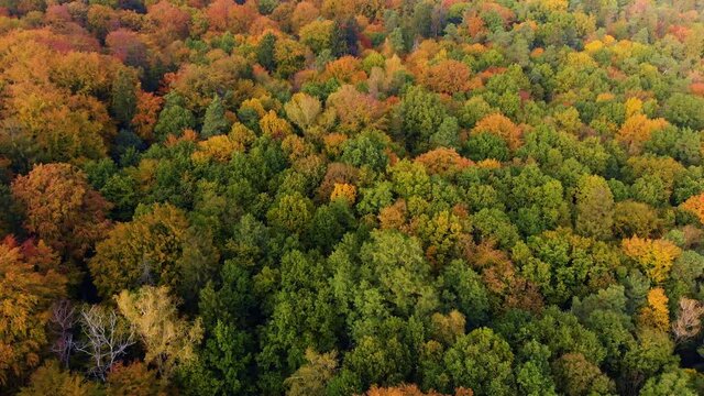 Beautiffull Autumn drone fly over the trees and fields