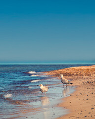 seagulls at the beach