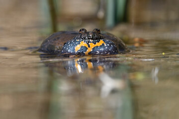 European fire-bellied toad bloated in water
