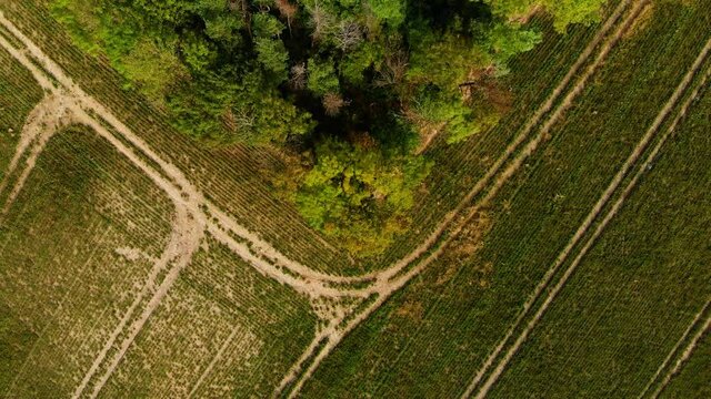 Beautiffull Autumn drone fly over the trees and fields