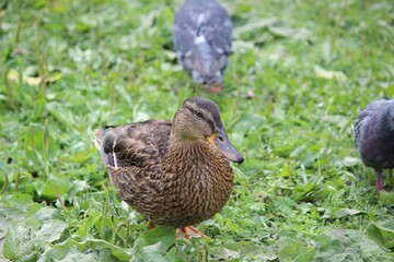 duck among pigeons stands on green grass