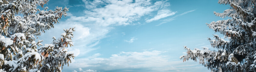Banner with copy space snowy winter and snow-covered fir trees on a background of blue sky with clouds