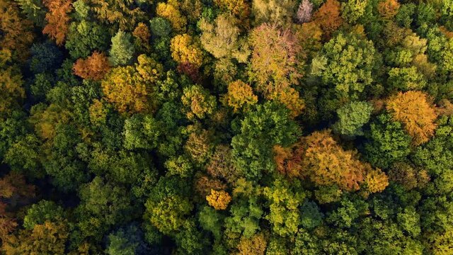 Beautiffull Autumn drone fly over the trees and fields