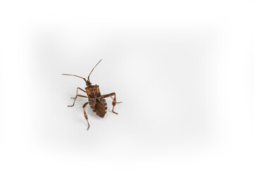 Cockroach bug on a white background
