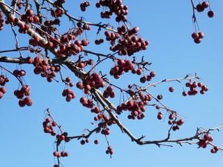 Apple tree branch with small frozen apples on the background of sky