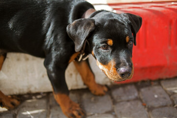 the Rottweiler puppy looks warily away