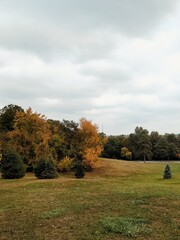 landscape with trees