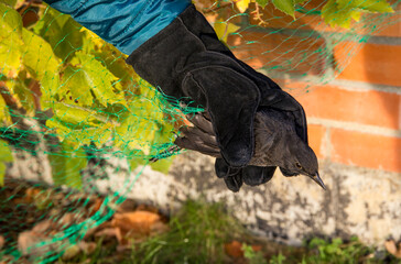 Close up view of person saving black bird stuck in protective green mesh net to protect berries...