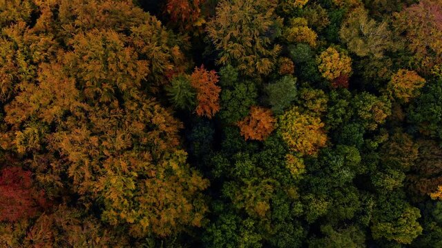 Beautiffull Autumn drone fly over the trees and fields
