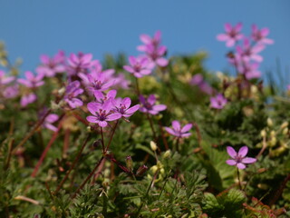 Redstem stork's bill (Erodium cicutarium) - tiny purple spring flowers on the meadow