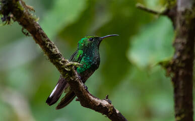 Fototapeta premium Green Hummingbird