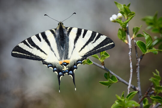Scarce swallowtail butterfly sits on flower bush