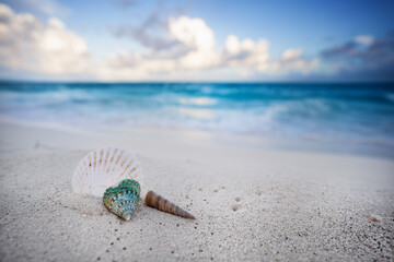 Sea shells on sandy beach