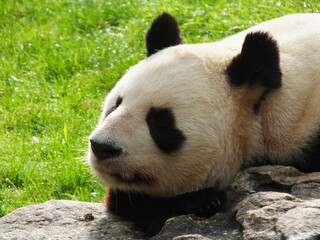 Fototapeta premium panda