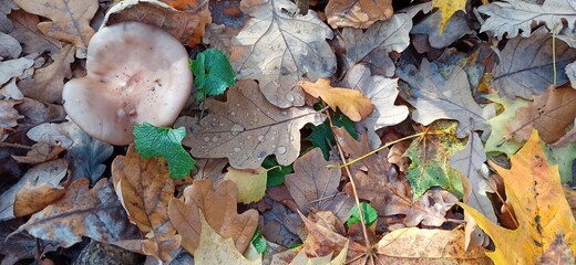 Mushroom cap and dry brown, orange and yellow oak leaves with water droplets on one lying on the ground