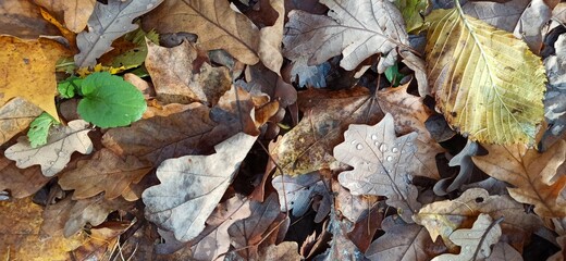 Dry brown, orange and yellow oak leaves with water droplets on one lying on the ground