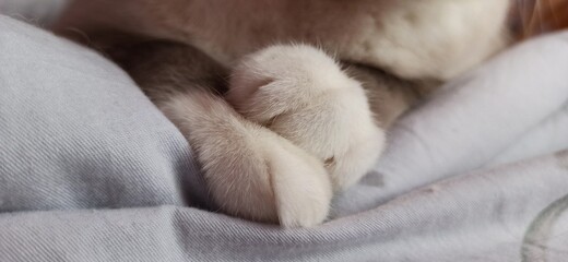 Furry cat paws without claws close up