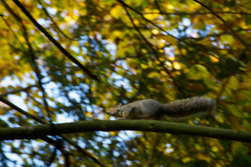 squirrel
