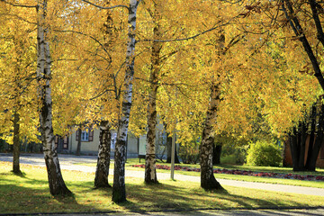 Fototapeta premium autumn trees in the park