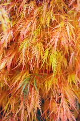 Japanese Red Maple - Autumn