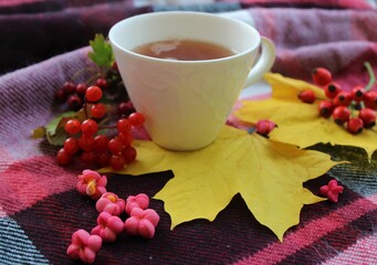 hot cup of tea in autumn nature