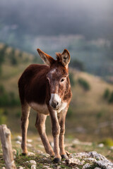 portrait of a young cute donkey in a field on a warm summer day