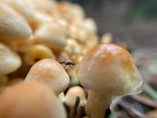 ant on top of mushroom
